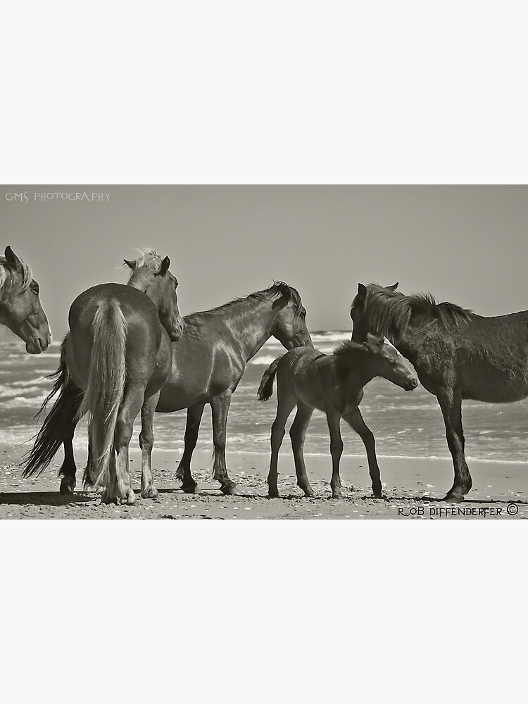 Discover Wild Horses of Corolla Premium Matte Vertical Poster