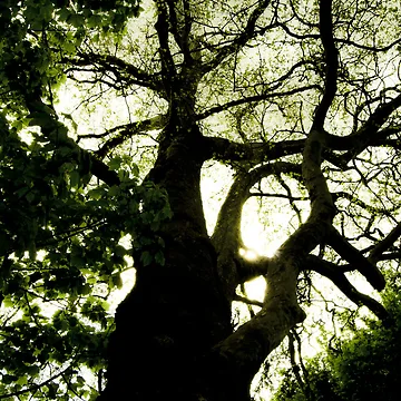 Artwork thumbnail, Tree filter by Sortiel
