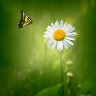 «Margarita en el prado 2» de Kathy Weaver