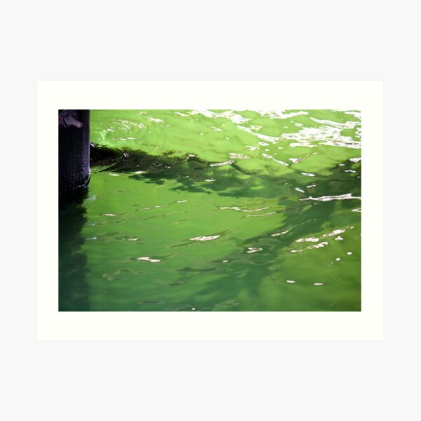 Growth under the Dock Art Print