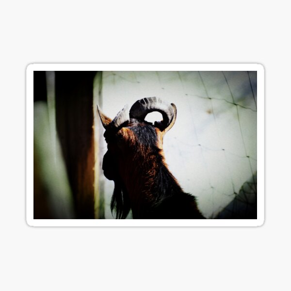 A young buck Sticker