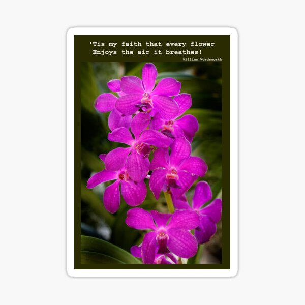 Orchid Beauty Sticker