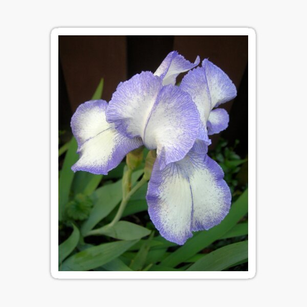 Item preview, Lavender and White Iris designed and sold by Kathleen Brant.