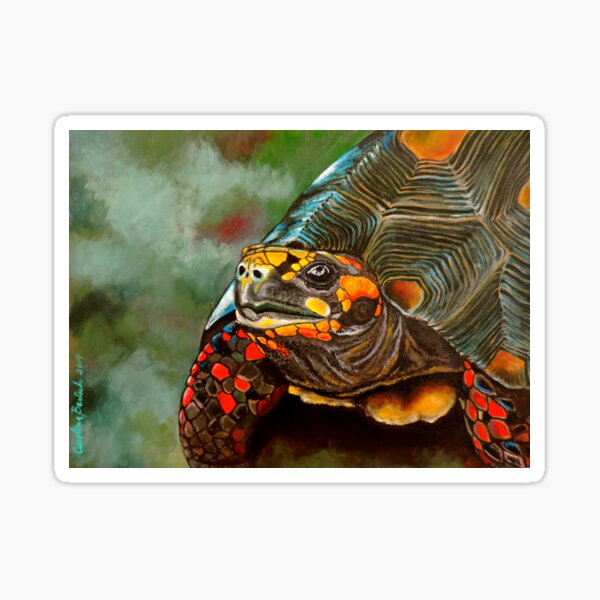 Red-footed Tortoise / Morrocoy de patas rojas Pegatina