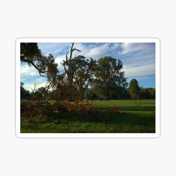 Item preview, Fallen gum tree branch designed and sold by ndarby1.