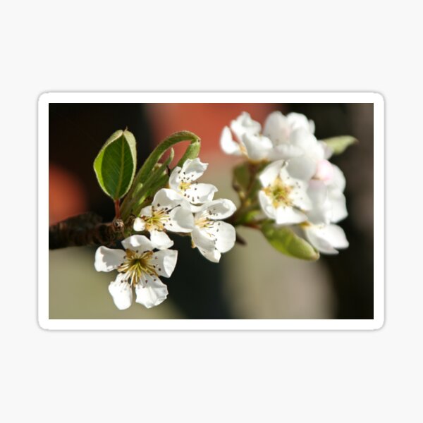Pear Tree Blossom Sticker