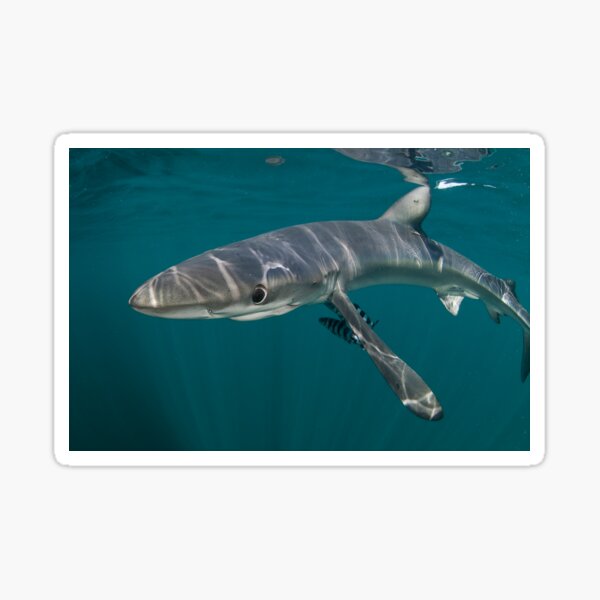 It's Sharky Time Sticker