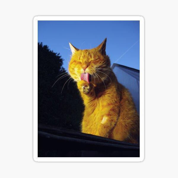 Ginger cat licking paw Sticker