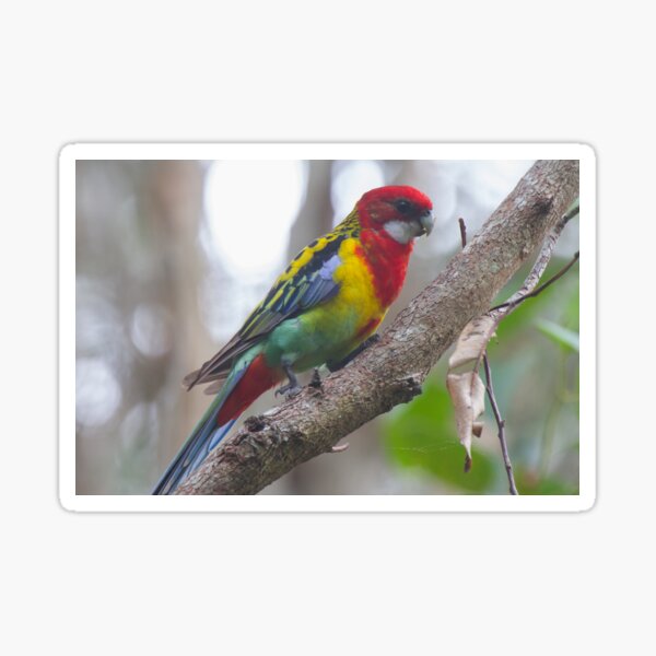 The Shy Rosella Sticker