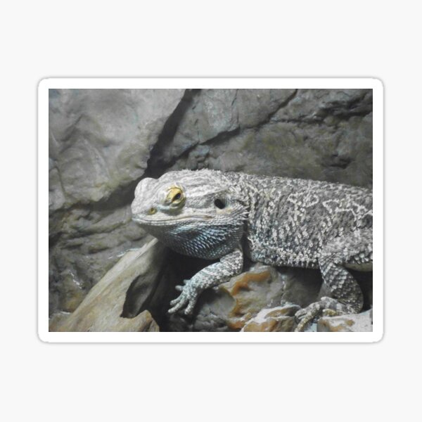 Item preview, saurian designed and sold by Ianua.