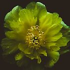 «peonía» de alan shapiro