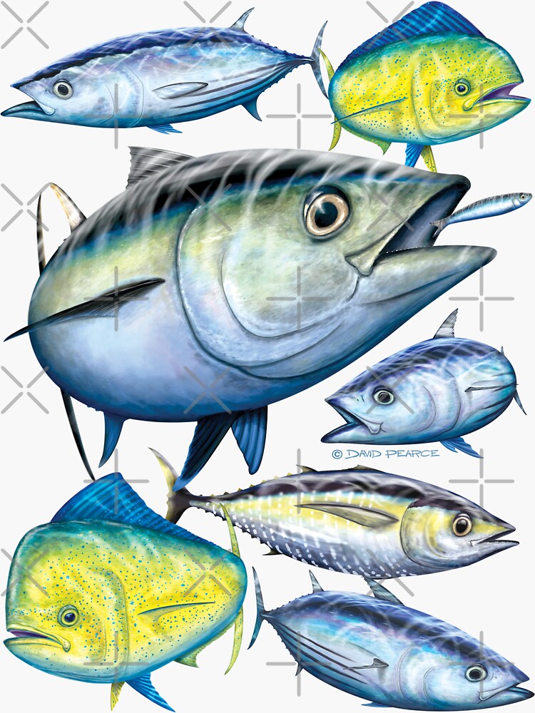 Yellowfin Tuna Sticker for Sale by David Pearce