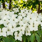 «Porque la primavera - floraciones Dogwoods» de Georgia Mizuleva