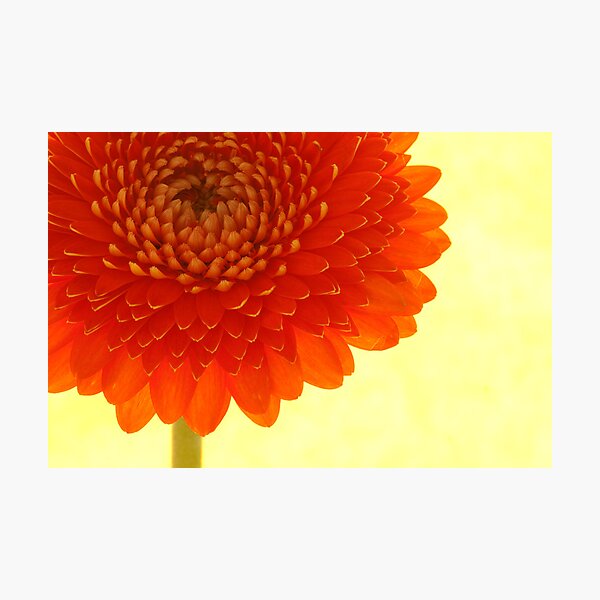 Orange Chrysanthemum Photographic Print