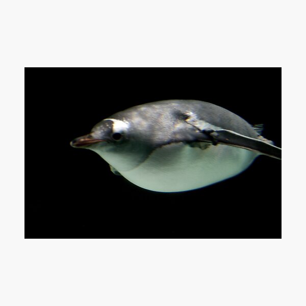 Item preview, Torpedo Run designed and sold by Hedoff.