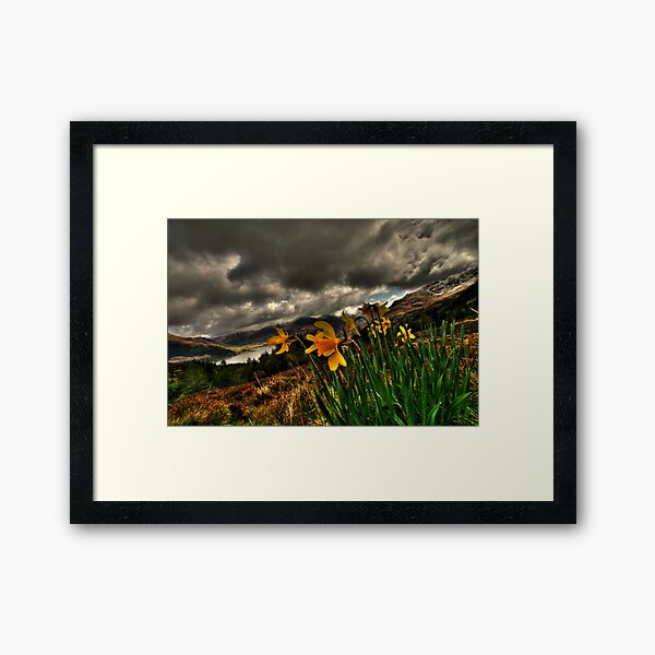 Item preview, Daffs  designed and sold by Drodbar.