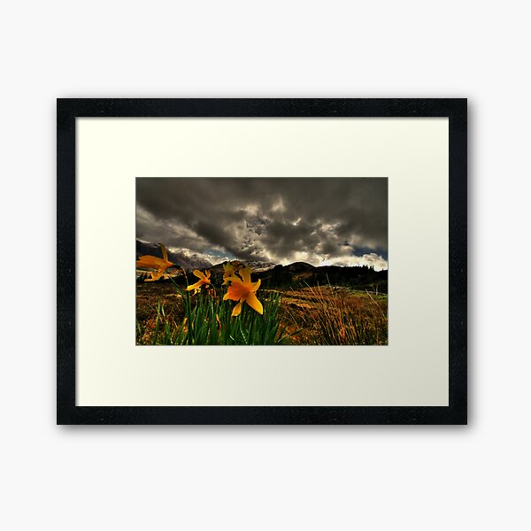Item preview, Scottish Daffodils designed and sold by Drodbar.