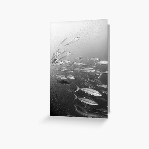 The hunting pack - kingfish on the wreck of the HMAS Brisbane off Mooloolaba Greeting Card
