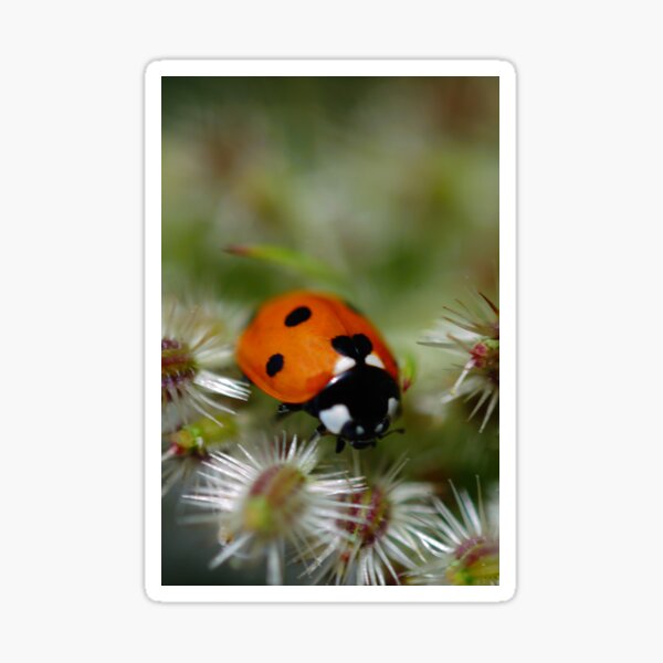 lady bird cycle sticker