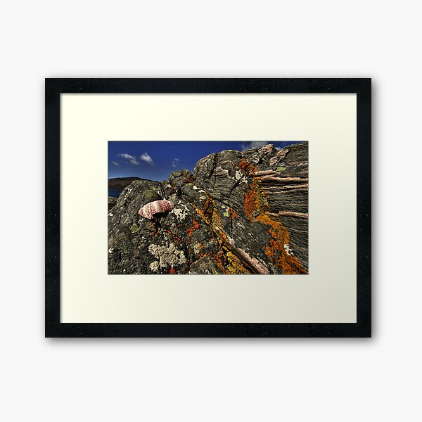 Item preview, Shell on the rocks designed and sold by Drodbar.