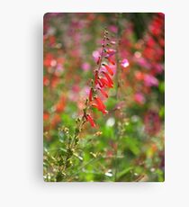 Firecracker Penstemon Leinwanddruck