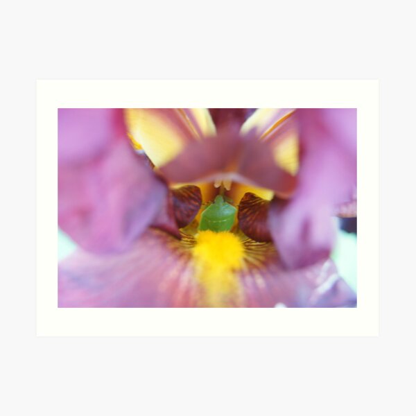Stink bug in Hiding Art Print