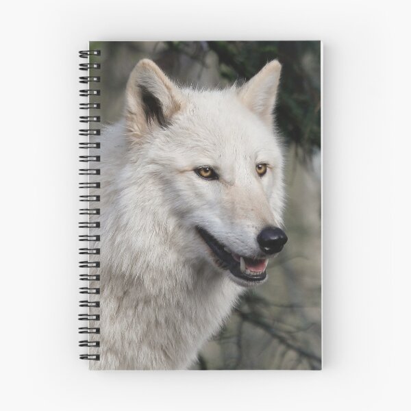 Aperçu de l'œuvre Grey Wolf Portrait créée et vendue par Athena McKinzie.