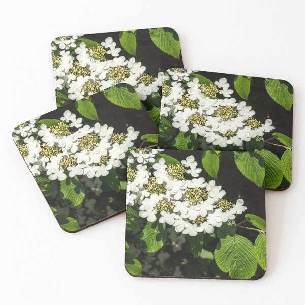 Item preview, Lacecap Hortensia - Luminous White Blooms designed and sold by Georgia Mizuleva.