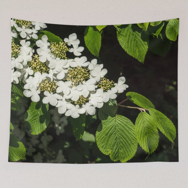Item preview, Lacecap Hortensia - Luminous White Blooms designed and sold by Georgia Mizuleva.