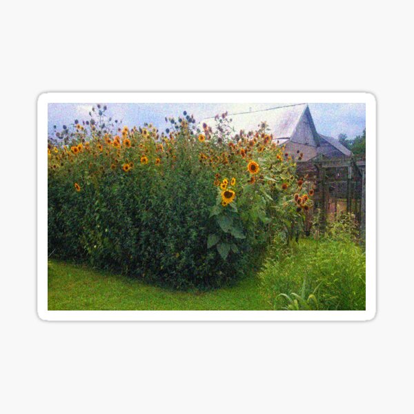 Sunflowers Overgrow the Barn Sticker