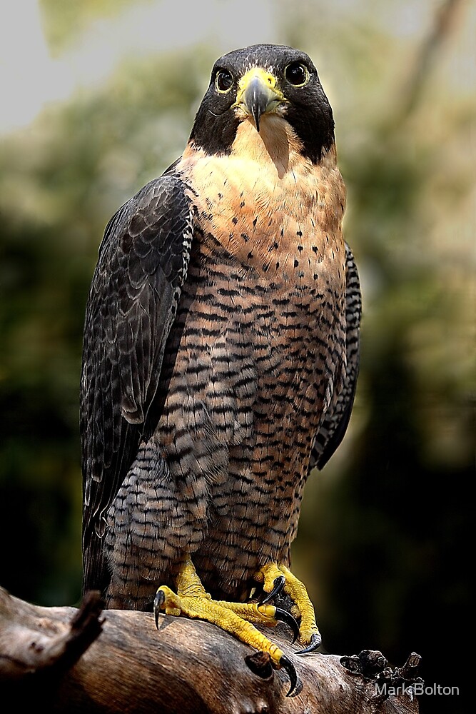 "Australian Peregrine Falcon (Falco Peregrinus Macropus)" By Mark ...