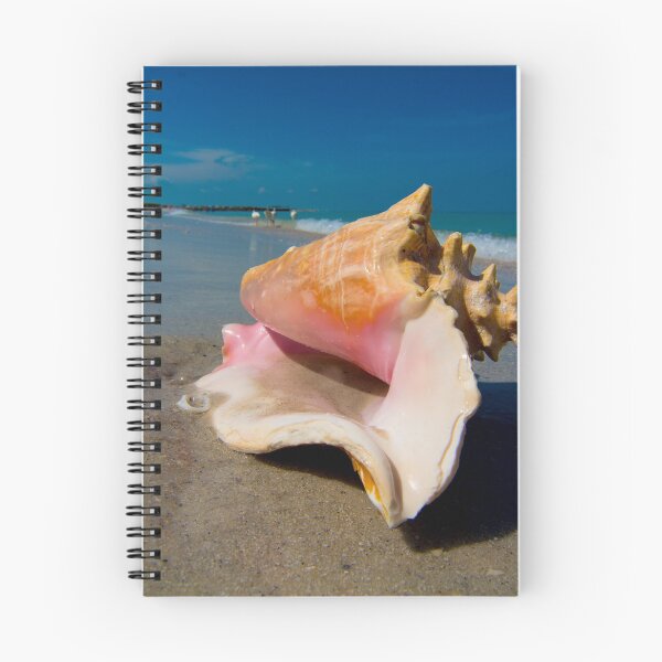 Item preview, conch shell designed and sold by fineartbyK.