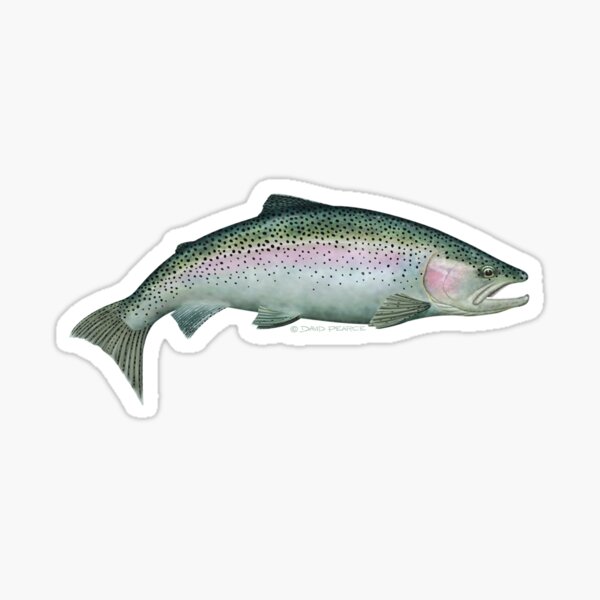 Rainbow Trout Sticker