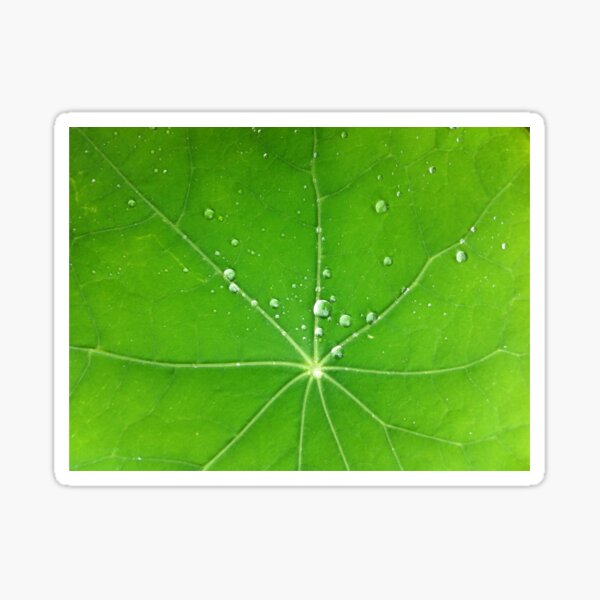 Green Thing Sticker