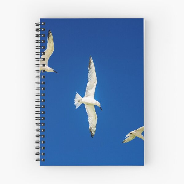 Item preview, 3 seagulls flying designed and sold by fineartbyK.