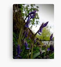 Bluebell Beginnings. Canvas Print