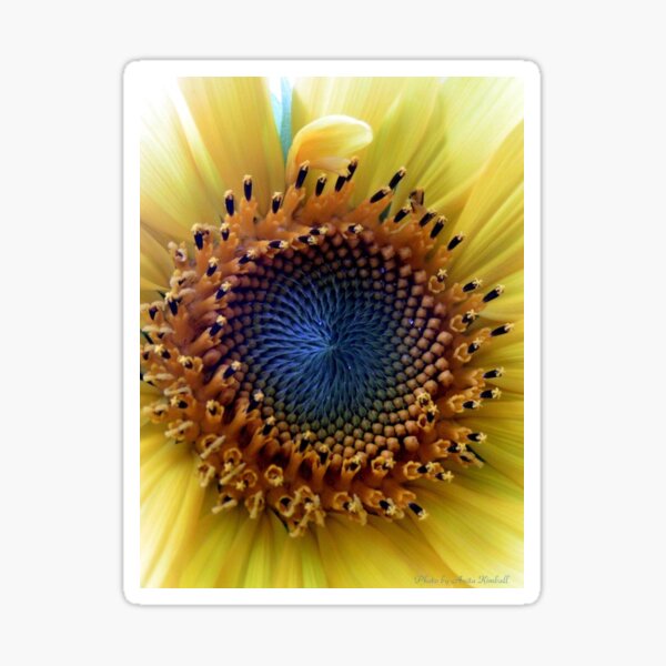 Aperçu de l'œuvre Center of the Sunflower créée et vendue par akimballart.