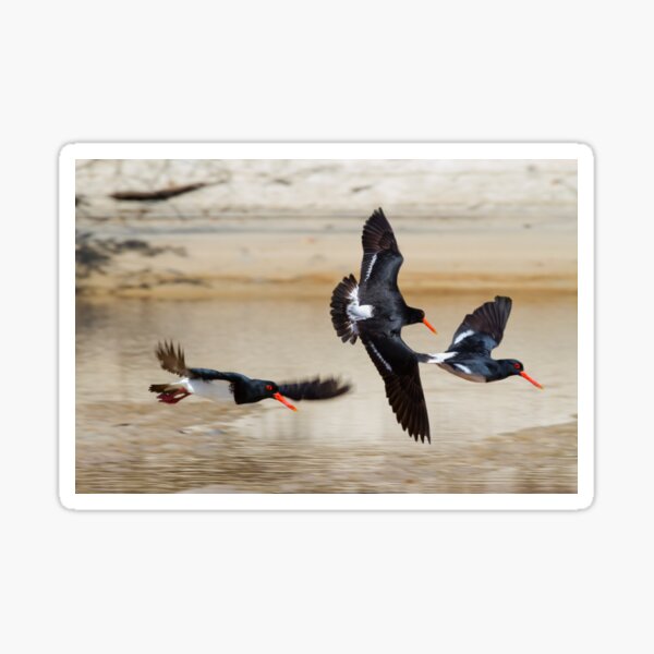 Down The Estuary Sticker