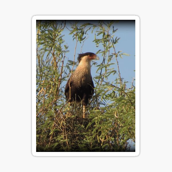 Crested Caracara, Marana, AZ Sticker