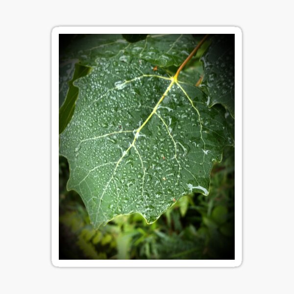 Dewy Leaf in Boothbay Sticker