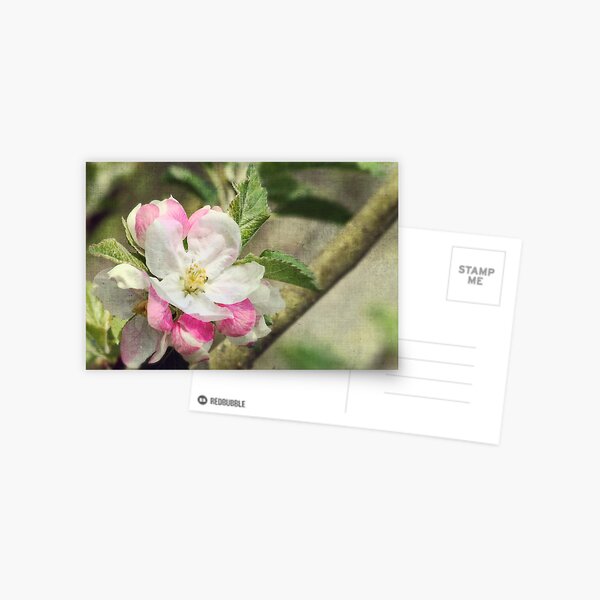 Spring Blossom Postcard