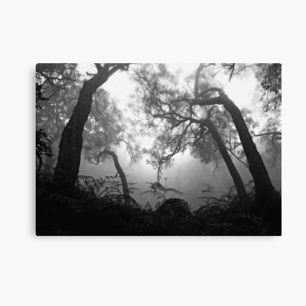 Forêt brumeuse Impression sur toile