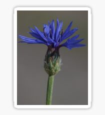 Pegatina blauwe koren bloem
