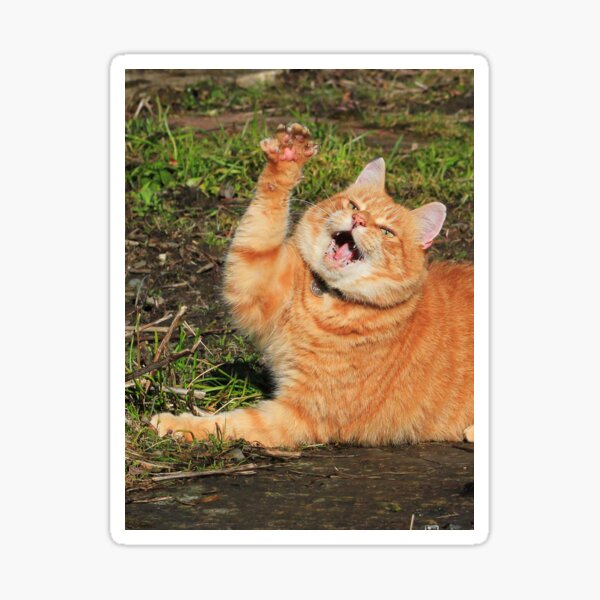 Ginger cat playing Sticker
