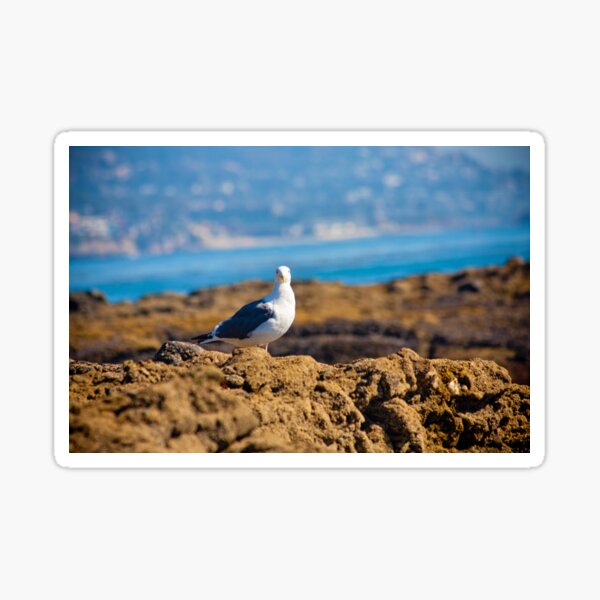 seagull Sticker