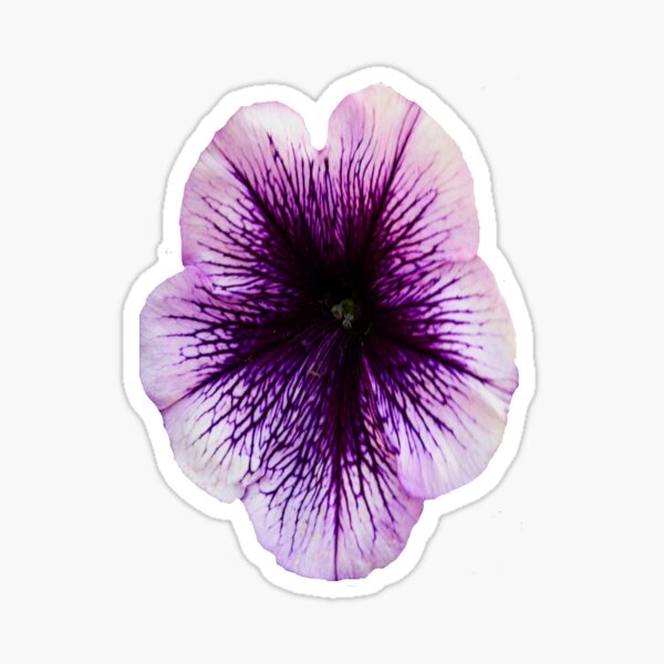 The Petunia's Lavender Veins Sticker