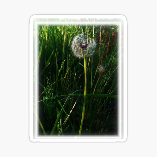 The Dandelion's Wish of Perhaps Sticker