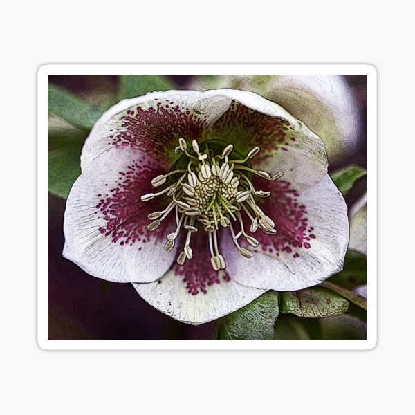 Grungy Christmas Rose Sticker