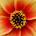 «Dalia» de Lisa Williams