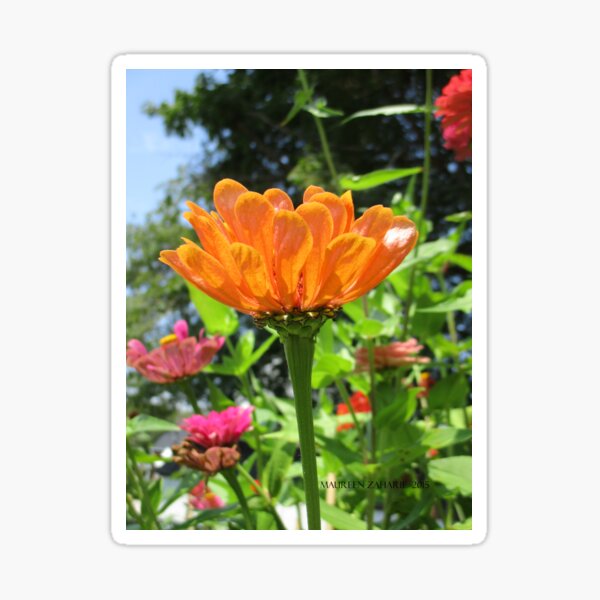 Aperçu de l'œuvre orange Zinnia in Mo's Garden créée et vendue par Maureen Zaharie.